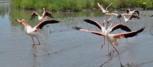 Le flamant rose se raconte