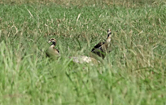 Un Busard grenouillard (Circus ranivorus) attaque, en plusieurs étapes, un gros oiseau (cormoran ?) - Safari nautique - Parc National de Chobe - Botswana
