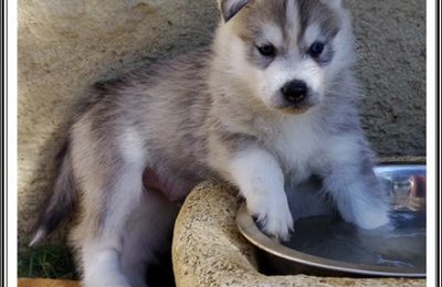 Husky d'eau (J+50 : 3 octobre 2012)