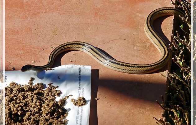 Serpent à quatre bandes, Four-striped Snake (Dromicodryas quadrilineatus) - Nosy Be - Madagascar