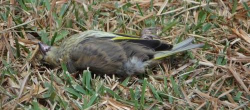 Des milliers d'oiseaux empoisonnés au plomb
