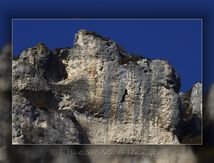 Vautours fauves dans les Gorges de la Jonte...