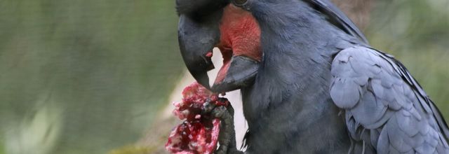 ZOOPARC DE BEAUVAL (3)