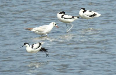 EB - Avocettes élégantes au Teich...