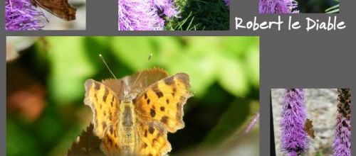 Papillon Robert le Diable
