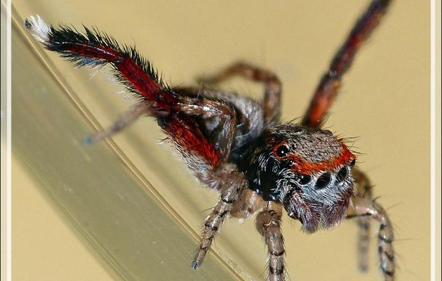 Araignée sauteuse (saltique) "Pied barbu" (Saitis barbipes) mâle - La Couarde-sur-Mer - Île de Ré - 17