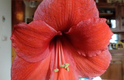 Notre amaryllis en fleurs 