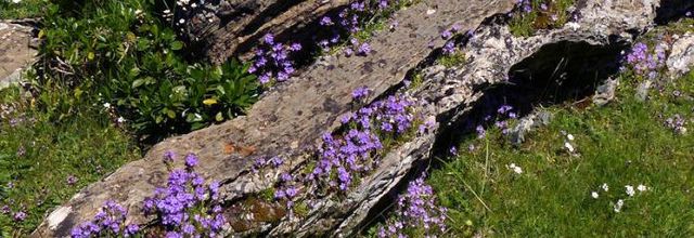Erinus alpinus  -  érine des Alpes