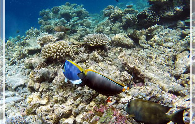 Chirurgien poudré (Acanthurus leucosternon), Licorne indienne à épines orange (Naso elegans),  chirurgien brun-noir - Snorkeling à Athuruga - Atoll d'Ari - Maldives