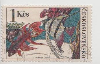 Timbres Tchécoslovaquie  -1 - poissons - 1975