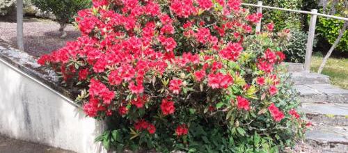 quelques fleurs .