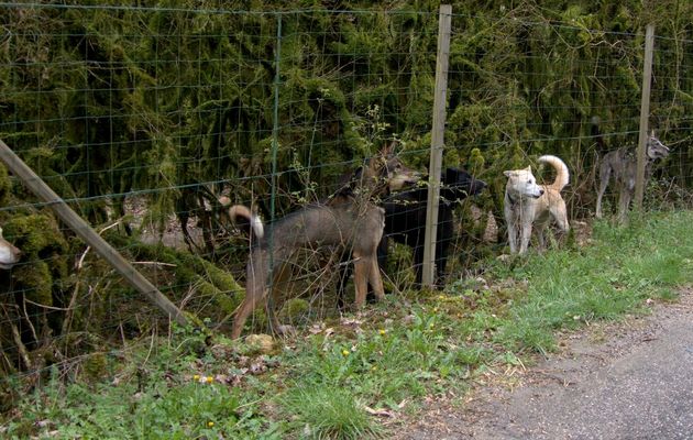 Le 7 avril : circuit des bruyères à Chazey-Bons - 1