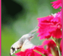 PAPILLON SPHINX COLIBRI