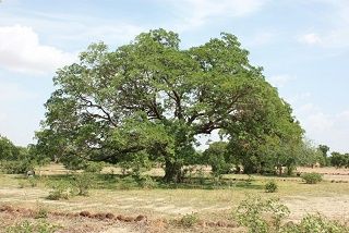 Un arbre à tout faire ... 