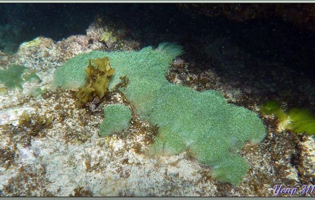 Algues à la belle couleur vert turquoise - Praslin - Seychelles