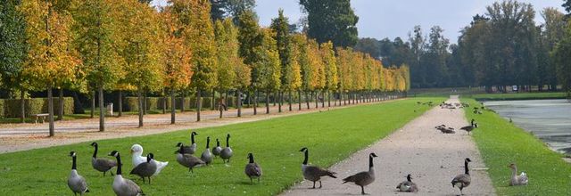 Rambouillet : Mes amies les oies