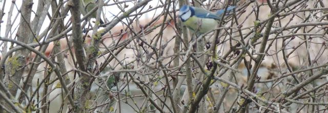 la mésange du jour !