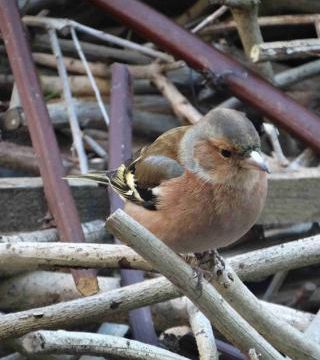 Les oiseaux ont une certaine intelligence, même en région parisienne.