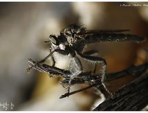 Asilide ♀