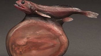 Un poisson de cauchemar ... 