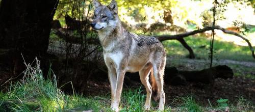La mort du Loup
