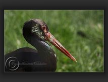 Cigogne noire - Ciconia nigra