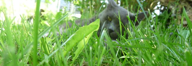 Travaux au jardin