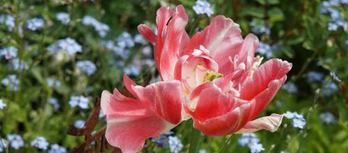 Au-revoir tulipa