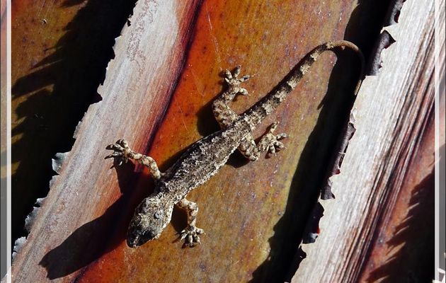 Gecko à tête plate, Flathead Leaf-toed Gecko (Hemidactylus platycephalus) - Nosy Be - Madagascar