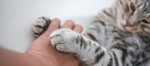 Le Manifeste du Collectif AnimalPolitique