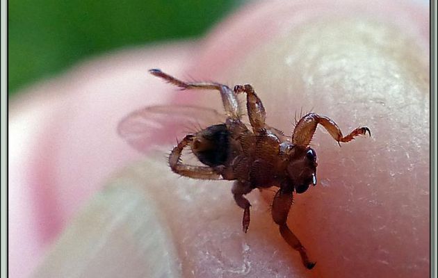 Mouche "crabe" Hippobosque ou mouche du cerf (Lipoptena cervi) - Lartigau - Milhas - 31