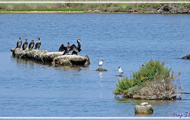 Regroupement de Grands Cormorans, Great Cormorant (Phalacrocorax carbo) - Ars-en-Ré - Ile de Ré - 17