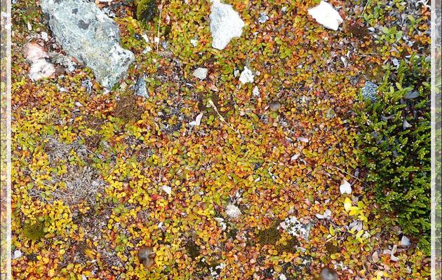 Forêt lilliputienne aux couleurs d'automne - Kullorsuaq - Qaasuitsup - Groenland 