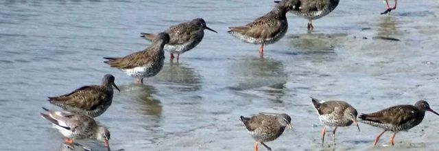 De beaux oiseaux, photos de ma fille