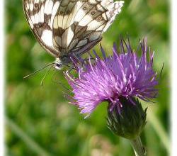 Melanargia galathea, le demi-deuil