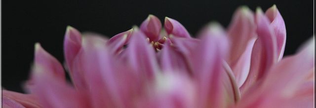 Douceur-dahlias