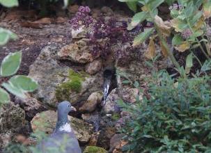 Sedums assoiffés
