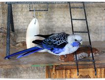 Grandes Bleues
