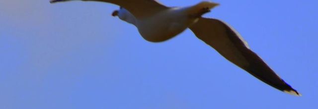 Le  PATROUILLEUR 