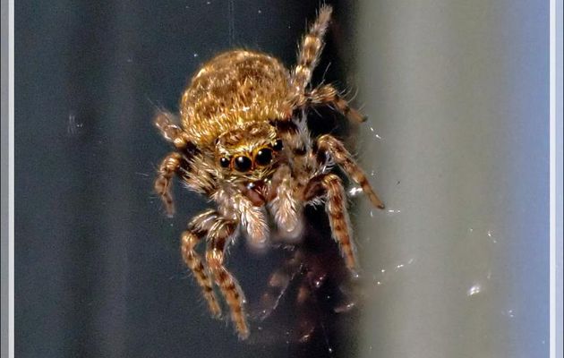 Araignée sauteuse (saltique) femelle Pseudeuophrys erratica (ou peut-être Pseudeuophrys lanigera) - La Couarde-sur-Mer - Ile de Ré - 17