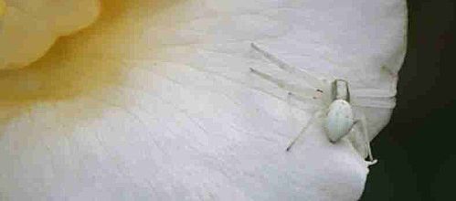 Insecte 2