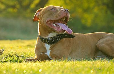 How To Ask A Doctor For Emotional Support Animal Letter?