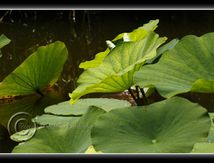Lotus sacrés