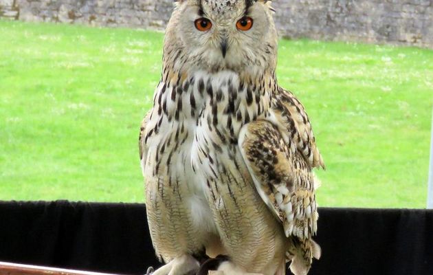 un hibou grand duc