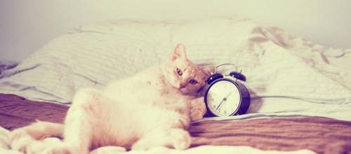 Pourquoi mon chat me réveille la nuit?