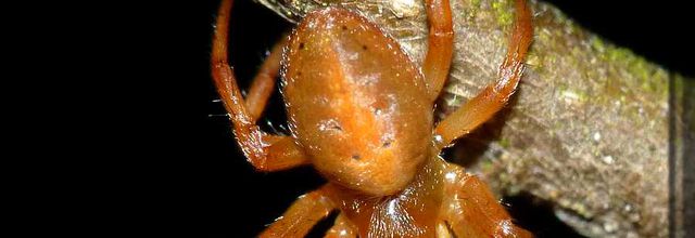 Araniella