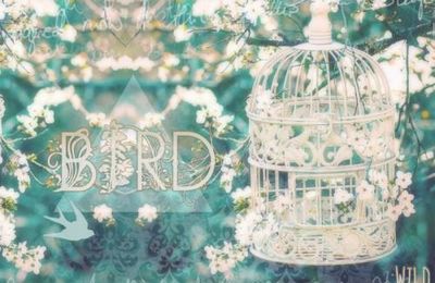 Thème#2 Bird