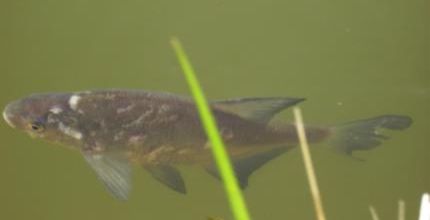poisson