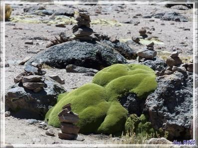 La Llareta ou Yareta (Azorella compacta), plante des hautes Andes - Pérou