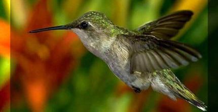 Colibri